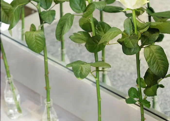 Szálloda Cervetta 5 3*