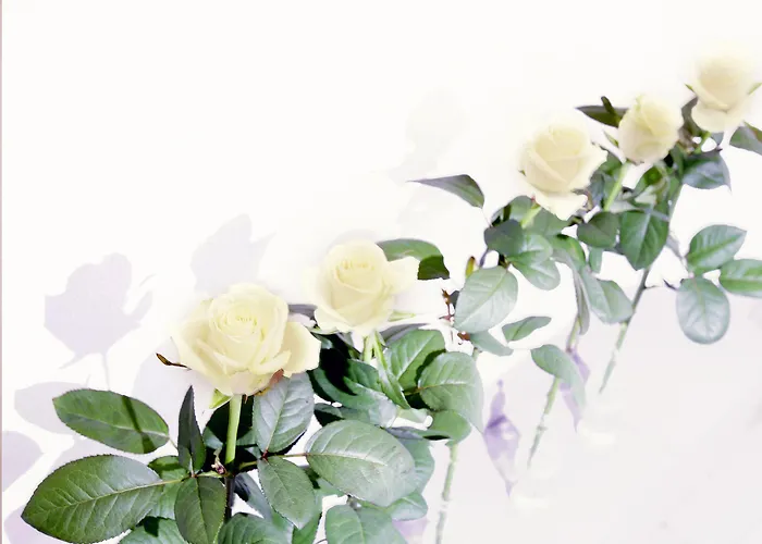 Ξενοδοχείο Cervetta 5 Μόντενα